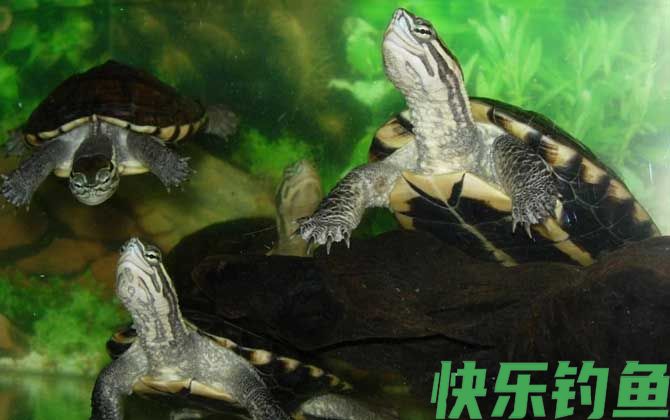 安南龟是什么龟(图2)