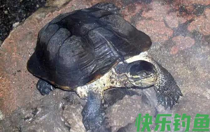 安南龟是什么龟(图4)