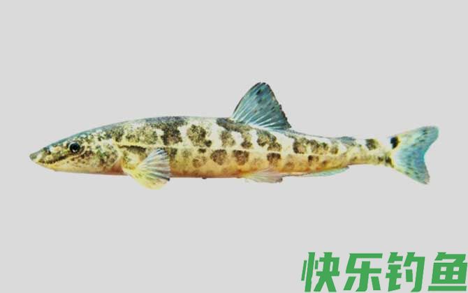 东方高原鳅是什么鱼(图1)
