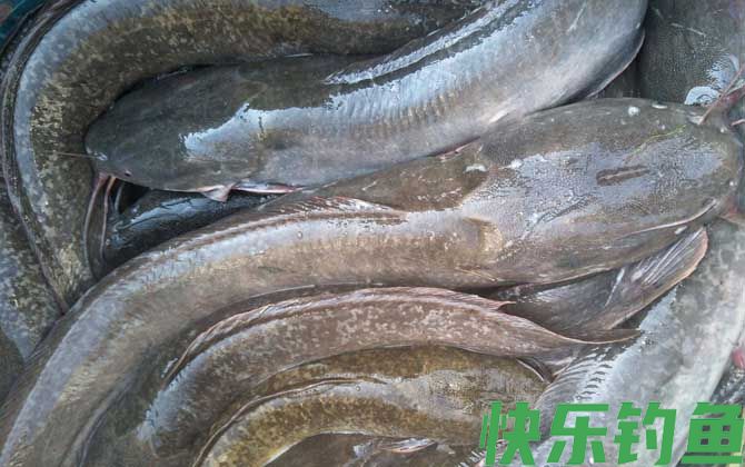 埃及塘鲺是什么鱼(图1)