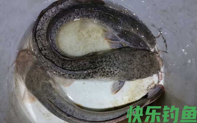 埃及塘鲺是什么鱼(图3)