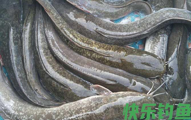 埃及塘鲺是什么鱼(图4)