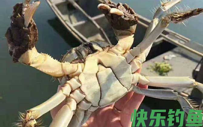 兴化大闸蟹是什么蟹种(图1)