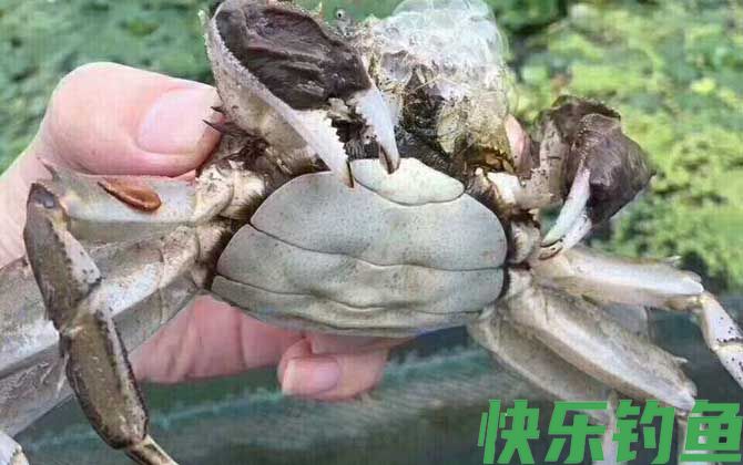 兴化大闸蟹是什么蟹种(图4)