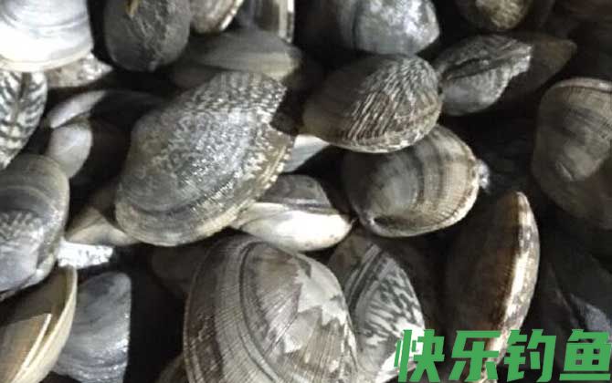 花蛤是海鲜吗(图3)
