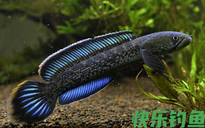 纯净水可以养鱼吗(图3)