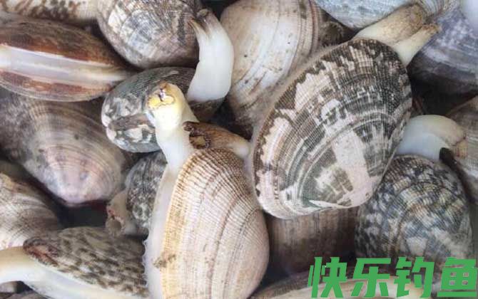 花蛤是海鲜吗(图1)