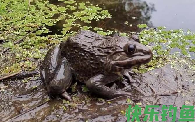 田鸡和牛蛙的区别(图1)