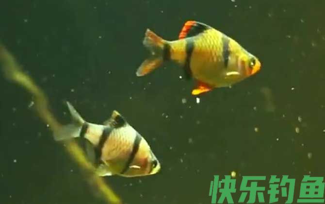虎皮鱼需要加热棒吗(图2)
