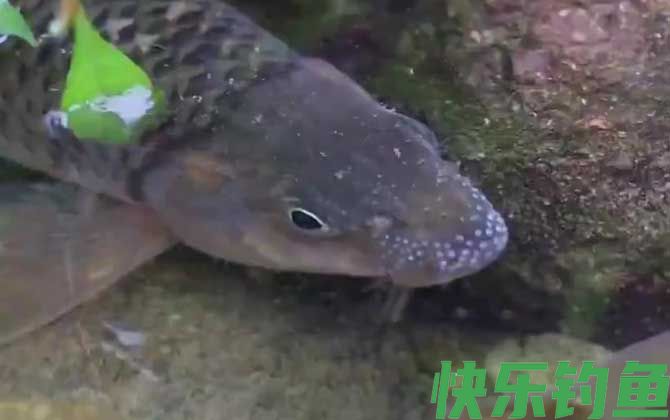 光唇鱼好养吗(图2)