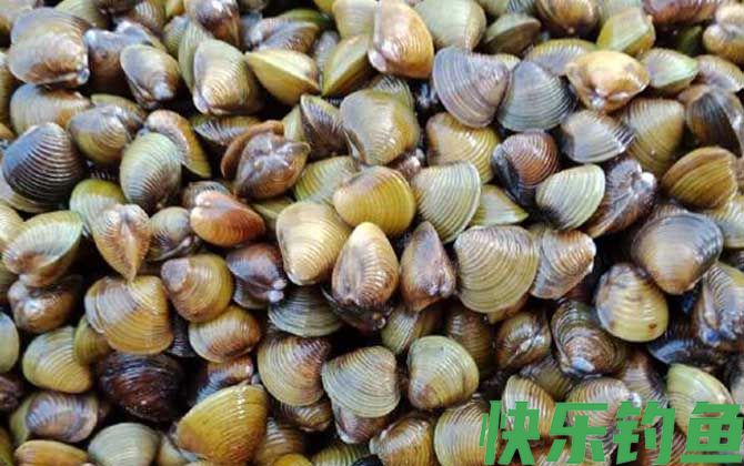 河蚬有寄生虫吗(图2)