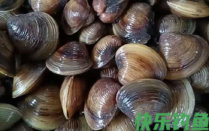 河蚬有寄生虫吗(图3)