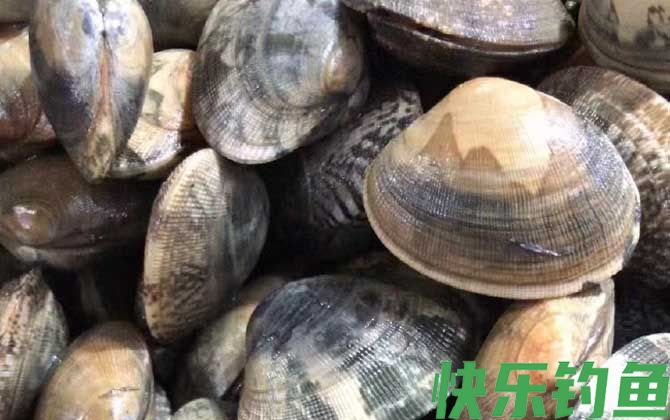 花甲价格多少钱一斤(图1)