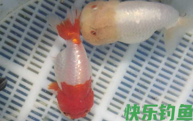 金鱼几天喂一次食最好(图1)