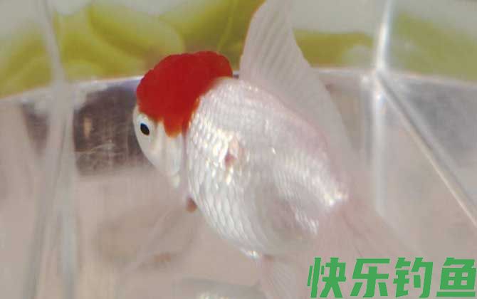 金鱼几天喂一次食最好(图4)