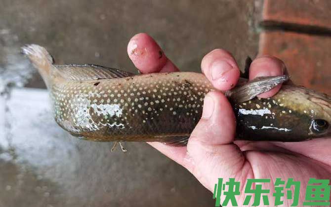 七星鱼一年产卵几次(图1)