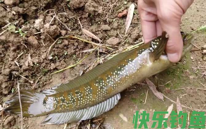 七星鱼一年产卵几次(图2)