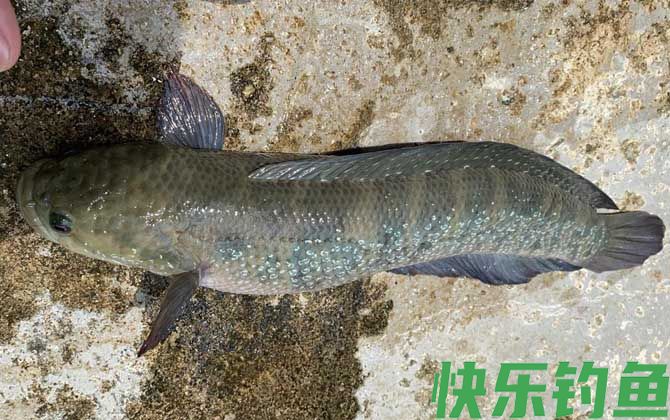 七星鱼一年产卵几次(图4)