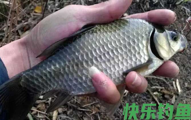 鲫鱼价格多少钱一斤(图5)