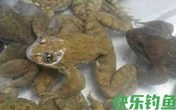 石蚌是什么动物(图2)