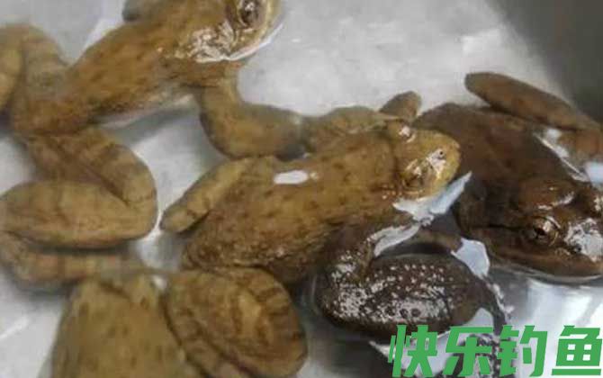石蚌是什么动物(图4)
