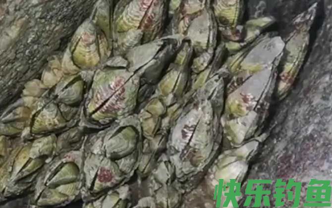 藤壶能寄生在人身上吗(图3)