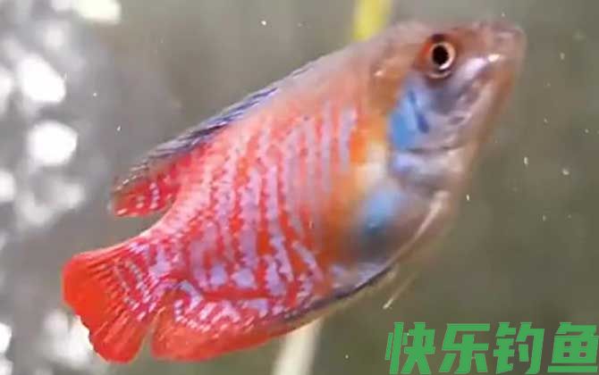丽丽鱼水温多少度最合适(图2)