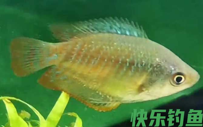丽丽鱼水温多少度最合适(图3)