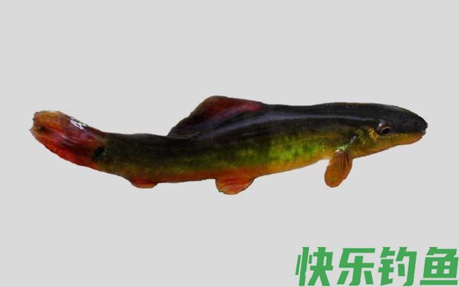 大眼高原鳅是什么鱼(图1)