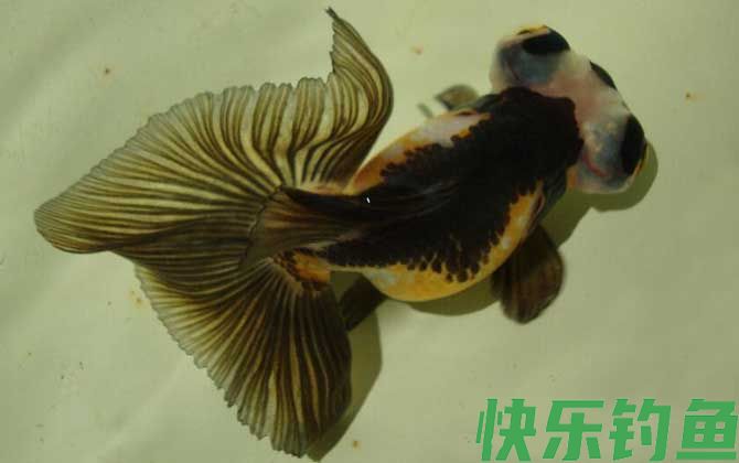 鱼的记忆真的只有7秒吗(图2)