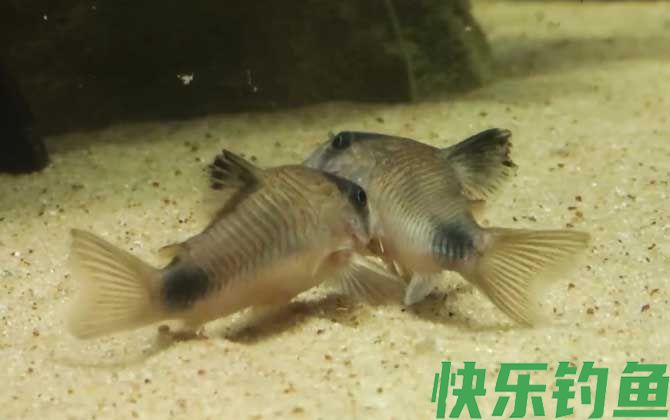 鼠鱼会咬其他鱼吗(图1)