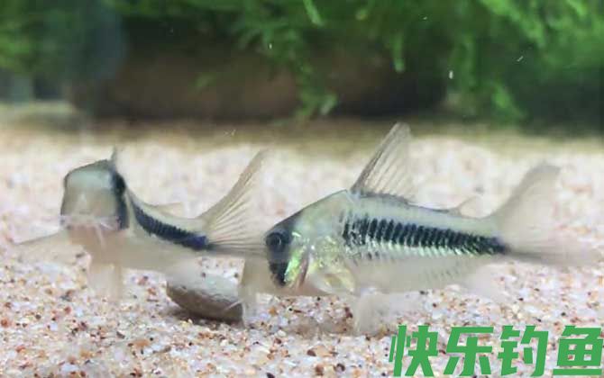 鼠鱼会咬其他鱼吗(图2)