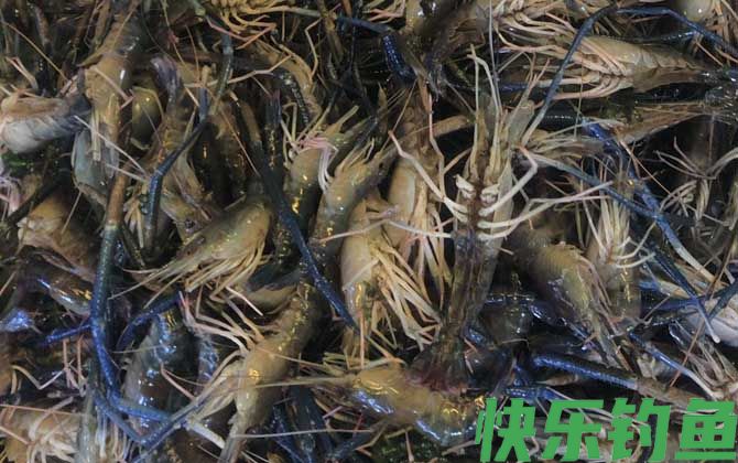 金钱虾是什么虾(图1)