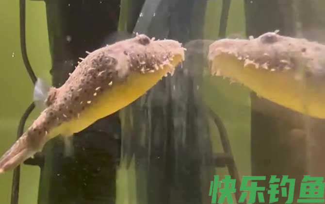 河豚是鱼类还是哺乳动物(图1)