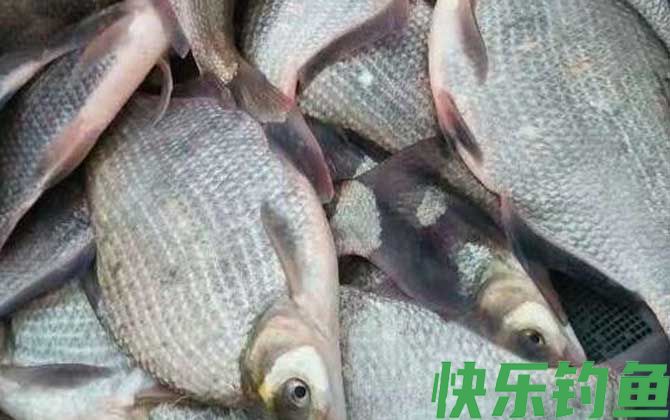 武昌鱼刺多吗(图2)