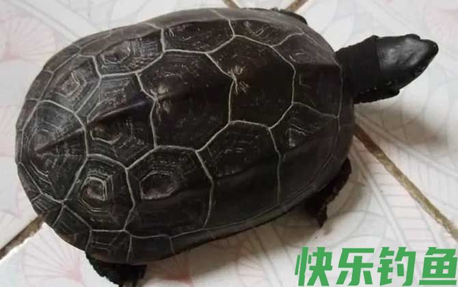 墨龟是什么龟(图2)