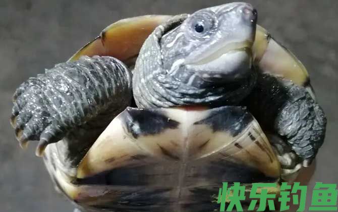 墨龟是什么龟(图1)