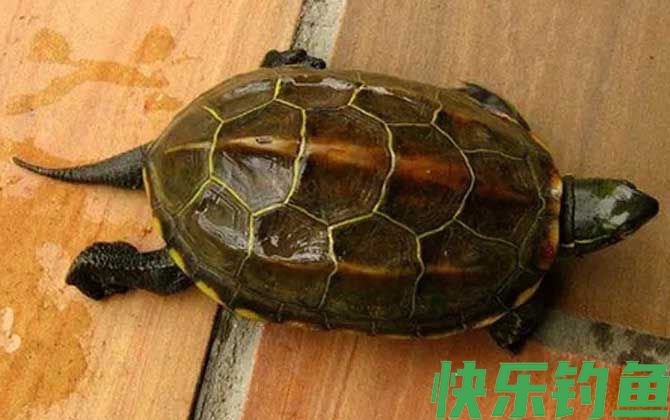 墨龟是什么龟(图4)