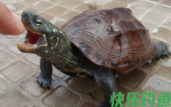 墨龟是什么龟(图3)