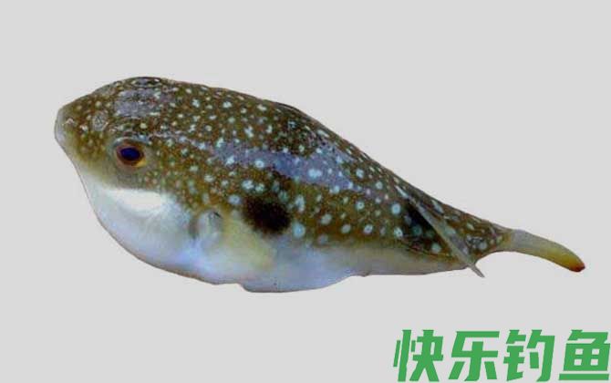 墨绿东方鲀是什么鱼(图1) 墨绿东方鲀是什么鱼(图1)