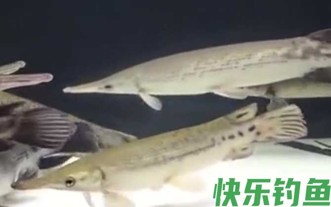雀鳝鱼有毒吗(图2)