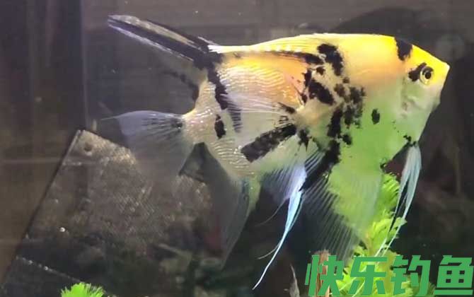 燕鱼和神仙鱼的区别(图1)