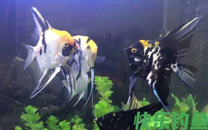 燕鱼和神仙鱼的区别(图3)
