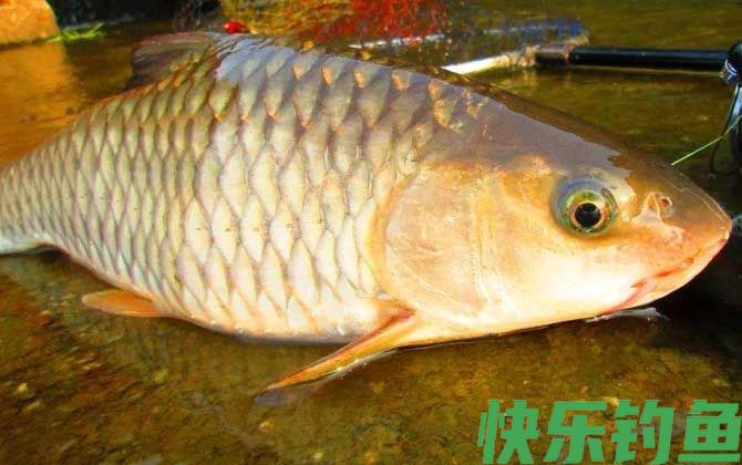 军鱼吃什么食物(图1)