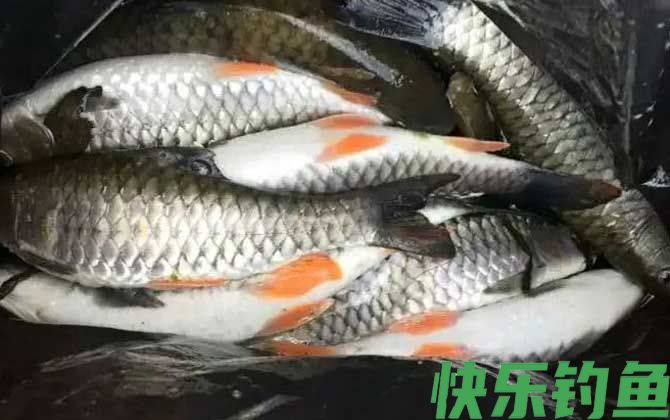 军鱼吃什么食物(图3)
