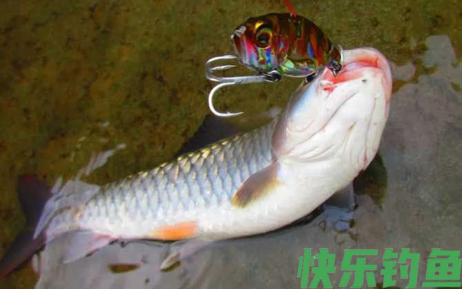军鱼吃什么食物(图2)
