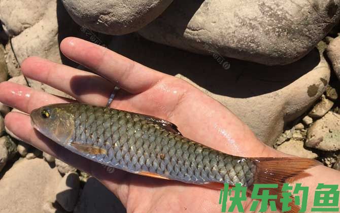 军鱼吃什么食物(图4)