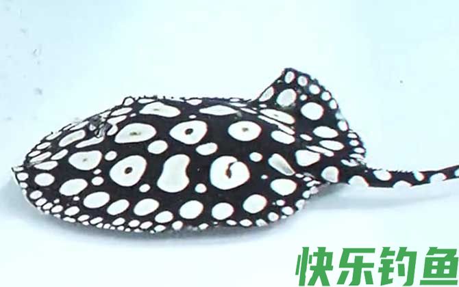 魟鱼价格多少钱一条(图3)