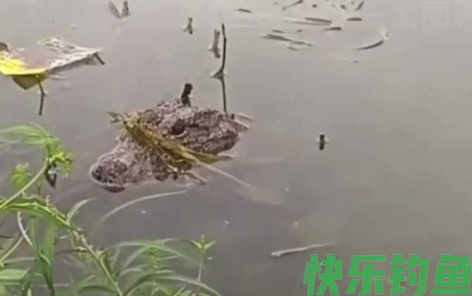 扬子鳄是最小的鳄鱼吗(图1)
