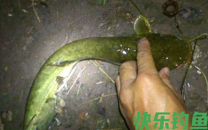 土鲶鱼价格多少钱一斤(图3)